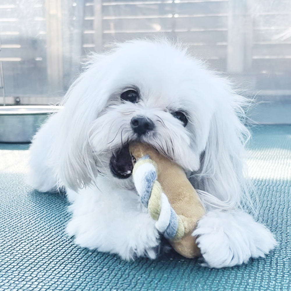 生徒が撮影したモデル犬写真♪